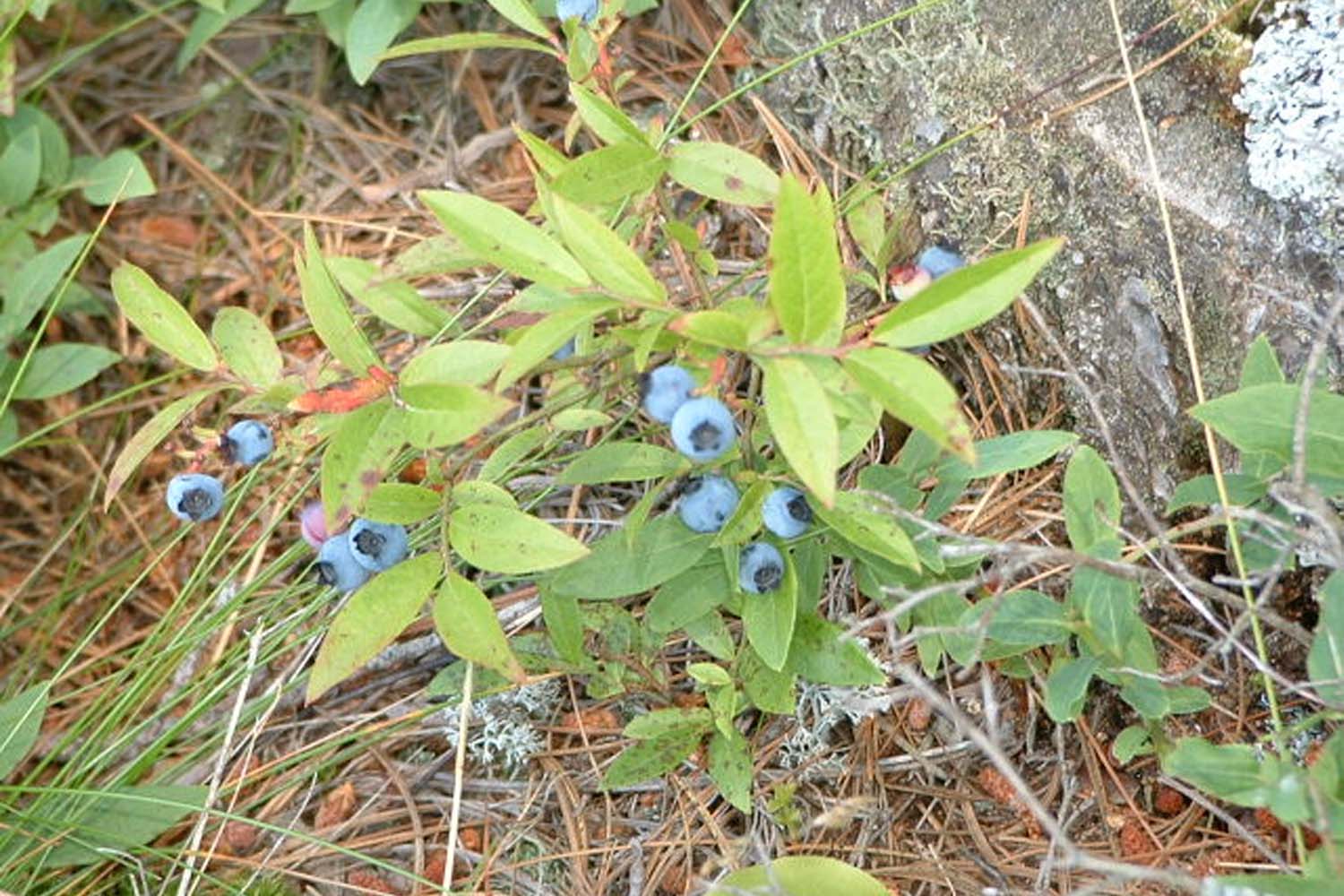 Low Bush Blueberry Planting for Long Island Native Planting SuffolkHydroseeding.com 